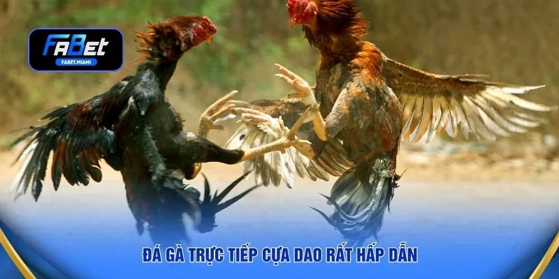 Đá gà trực tiếp cựa dao rất hấp dẫn