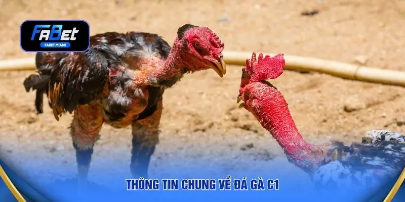 Thông tin chung về đá gà C1