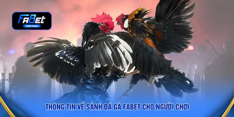 Thông tin về sảnh đá gà FABET cho người chơi